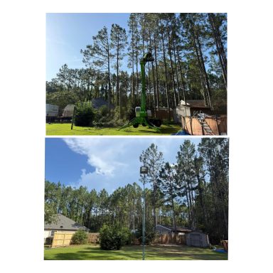 Crawfordville Tree Removal