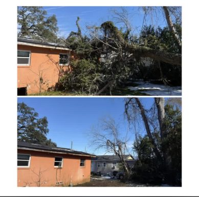 Tallahassee Tree Removal from House